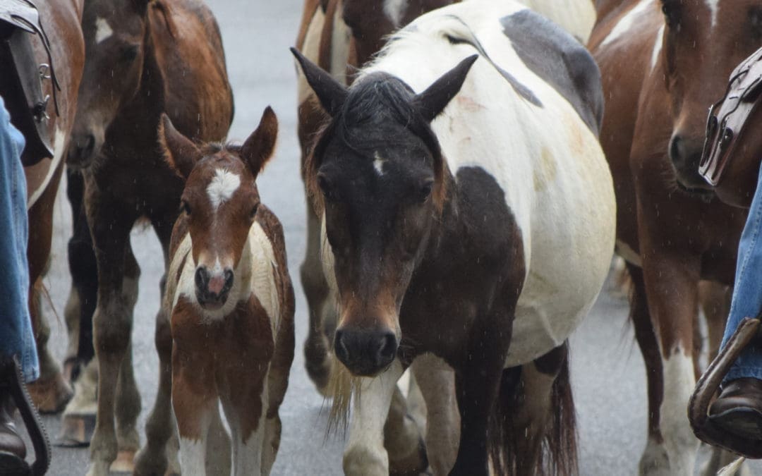 Witnessing Chincoteague Island’s Wild Ponies Make Their Annual Swim