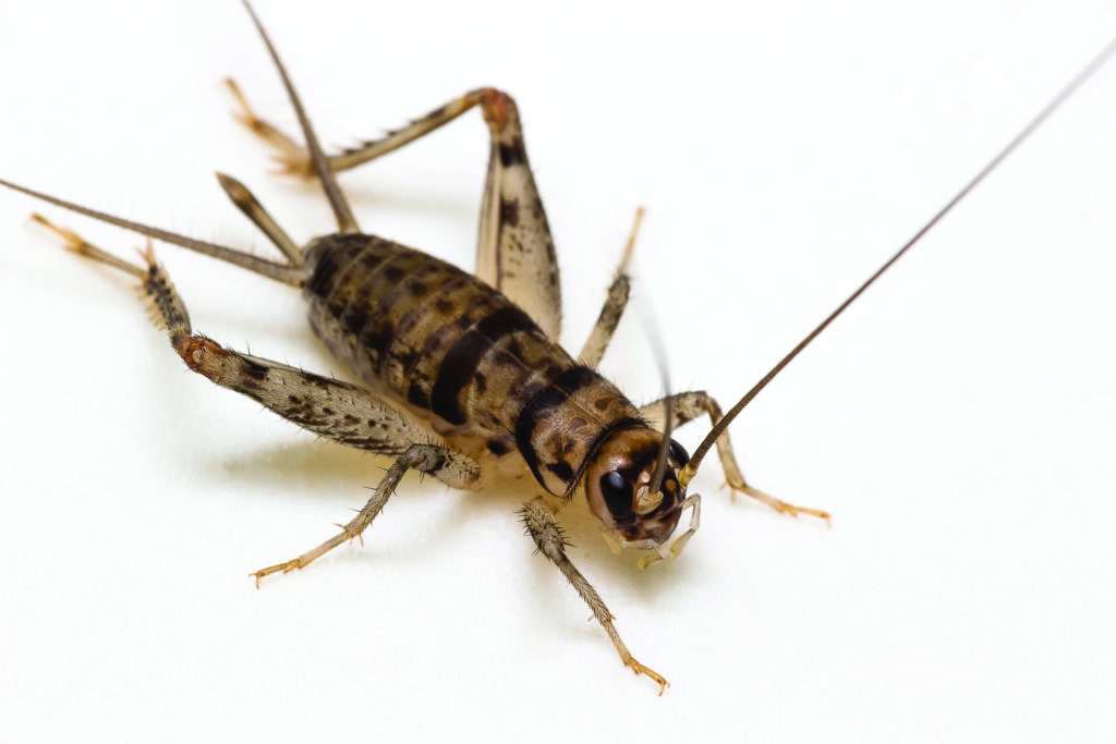 An Urban Farm is Breeding Crickets, the Food of the Future Artful