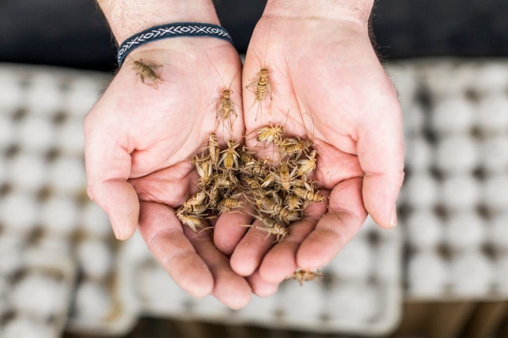 An Urban Farm is Breeding Crickets, the Food of the Future Artful