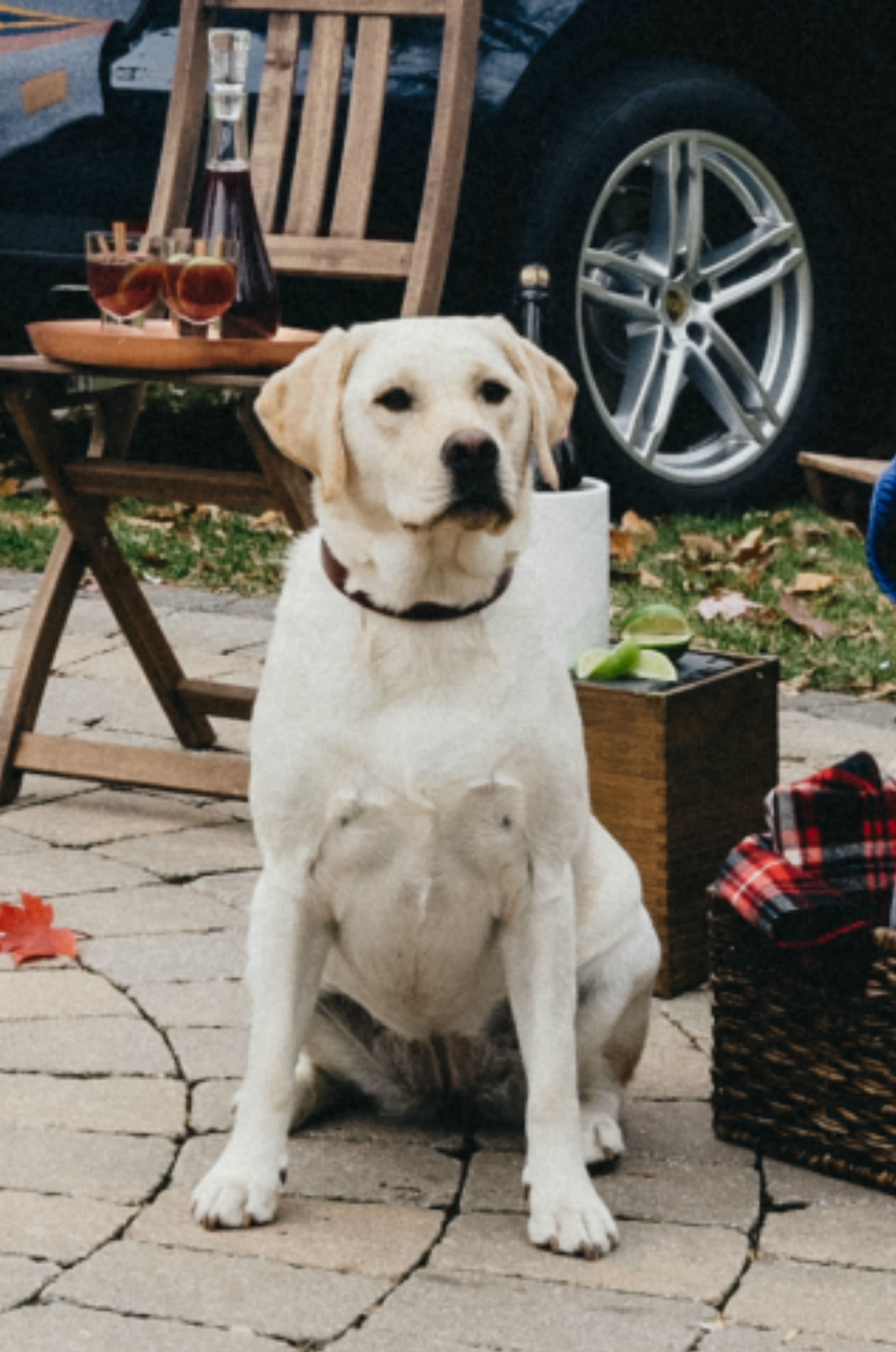 Piper