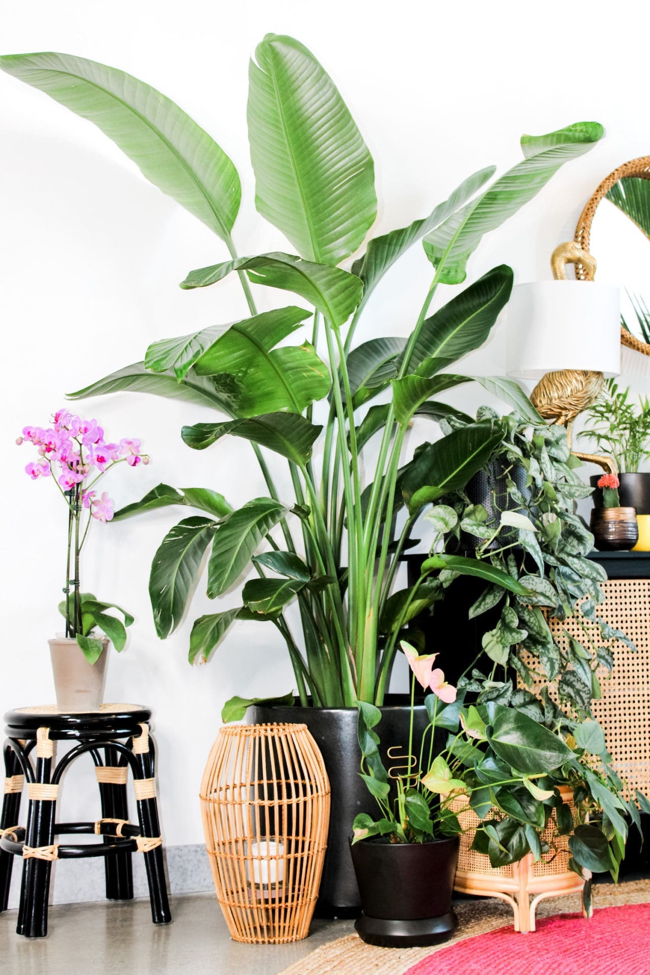Plant Penthouse’s Shayla Owodunni Shares Tips for First-Time Plant ...
