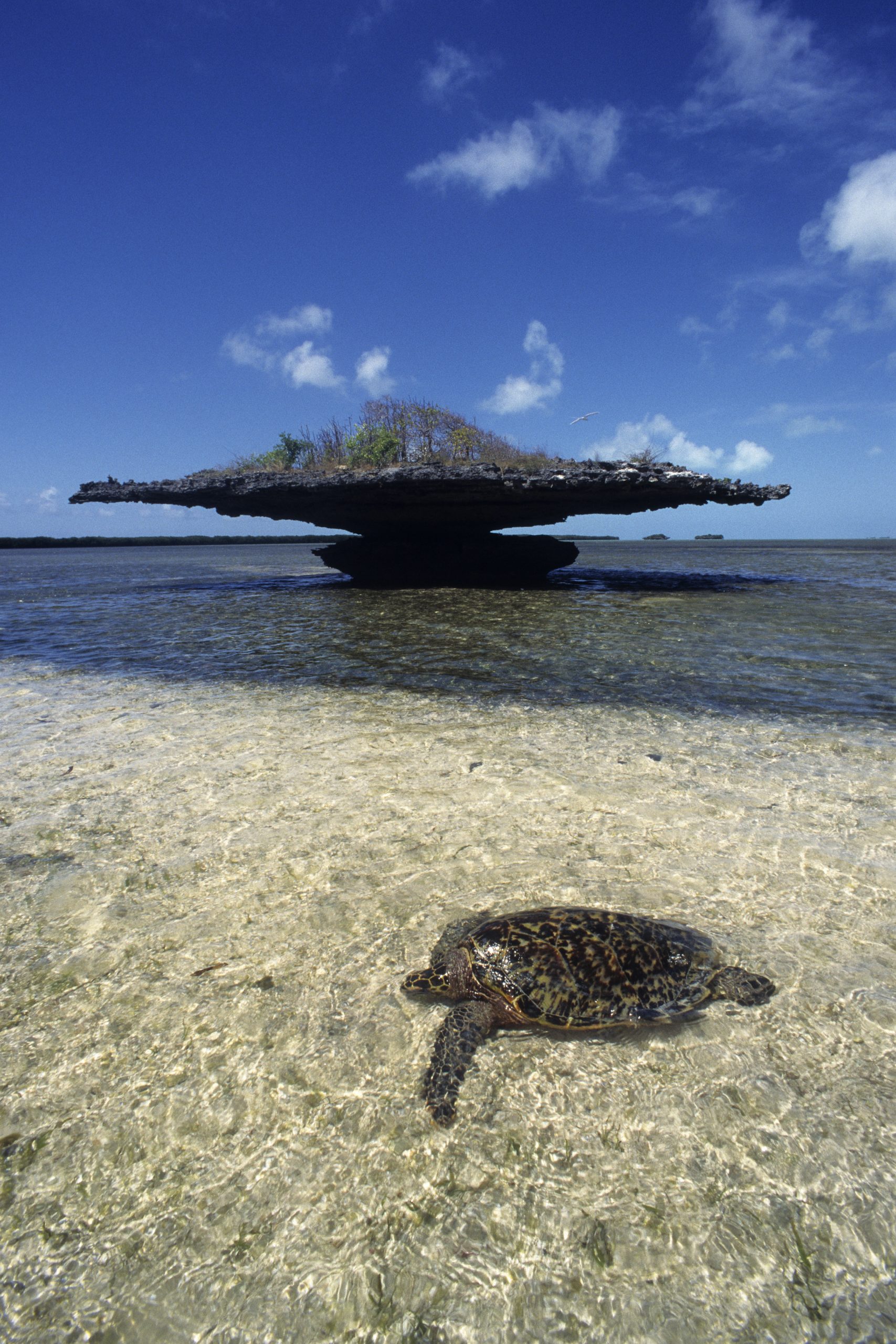 7 Unsung Natural Wonders Of The World: Aldabra Atoll | Artful Living ...