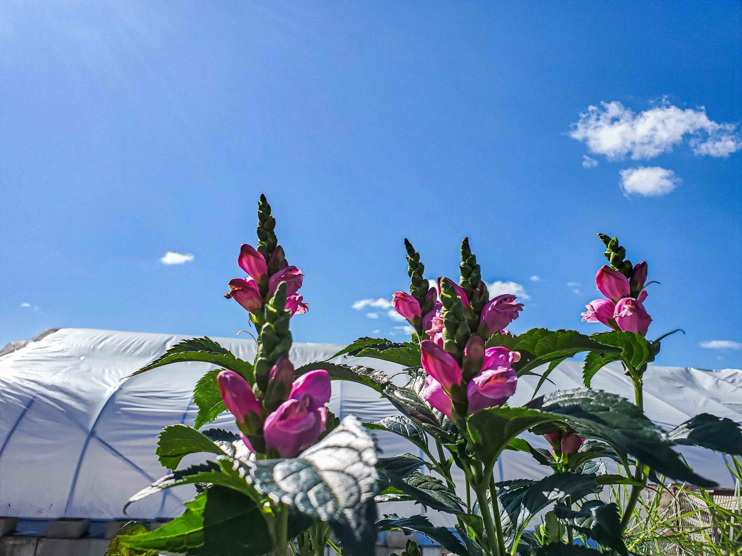 Art in Bloom | Artful Living Magazine