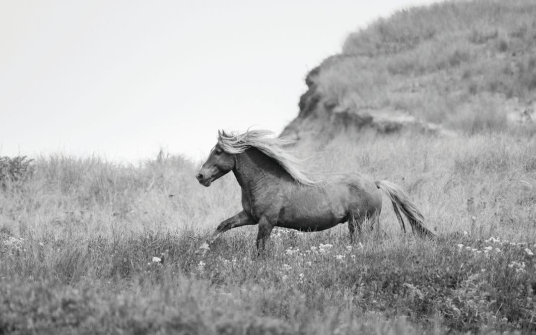 Uncovering the Mysteries of Sable Island