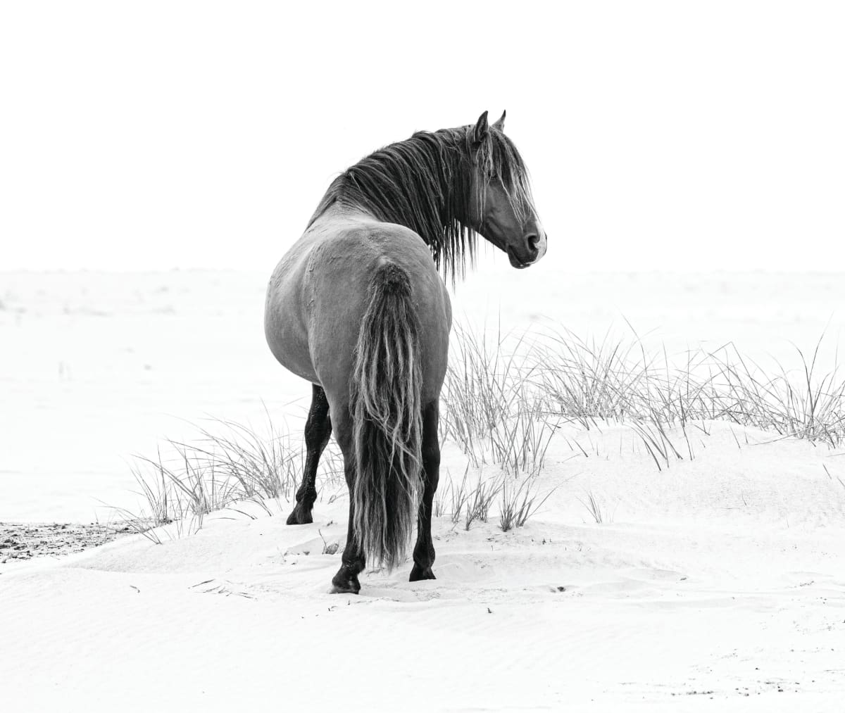 Artful Living | Sable Island