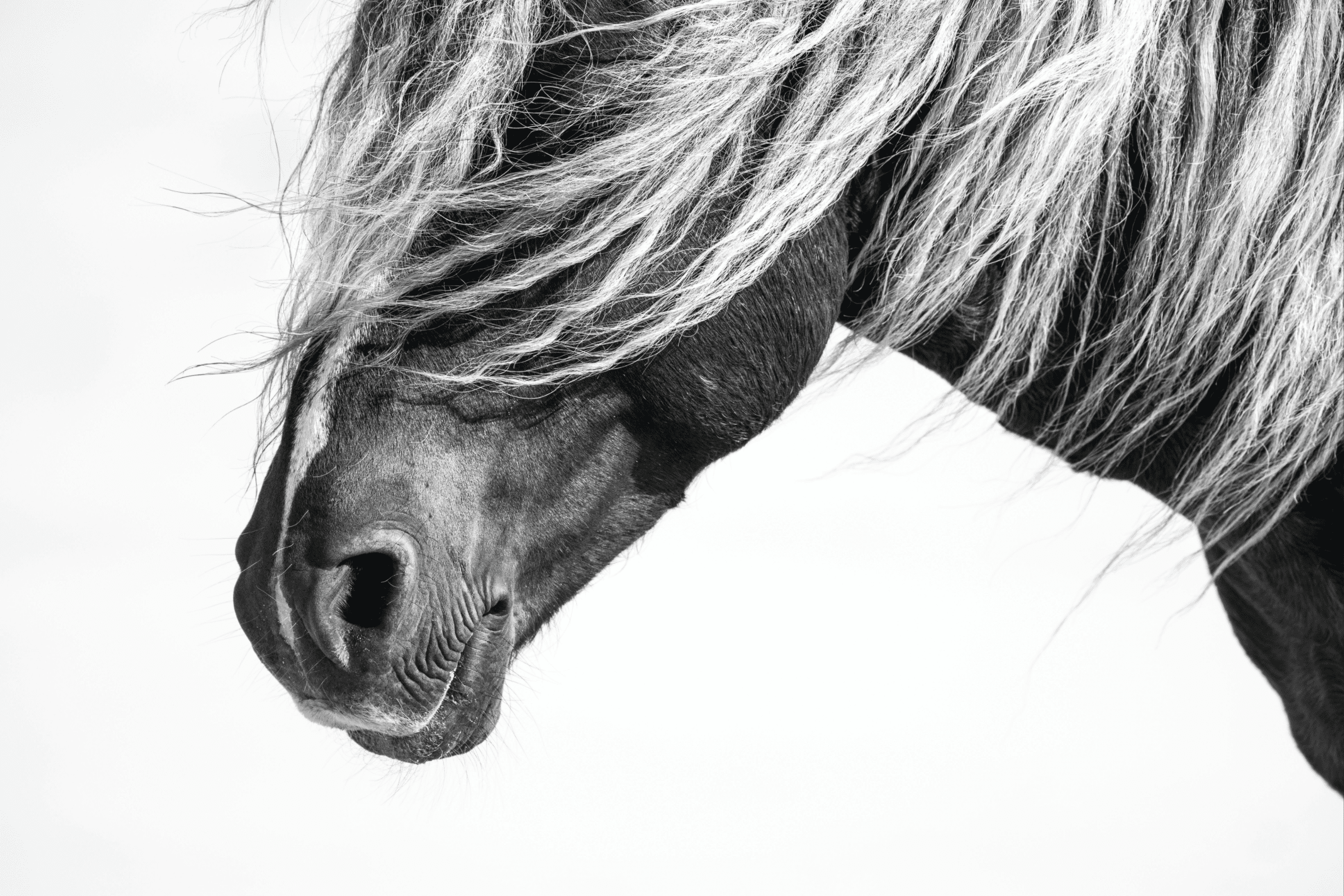 Artful Living | Sable Island