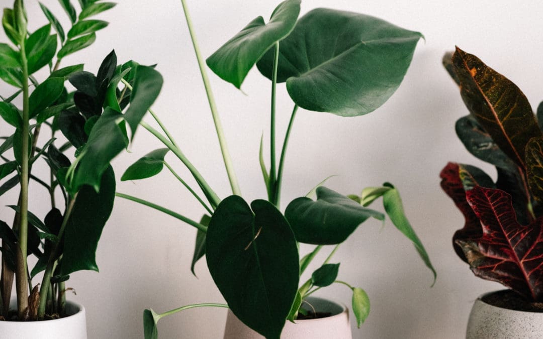 5 New Twin Cities Plant Shops to Visit in 2022