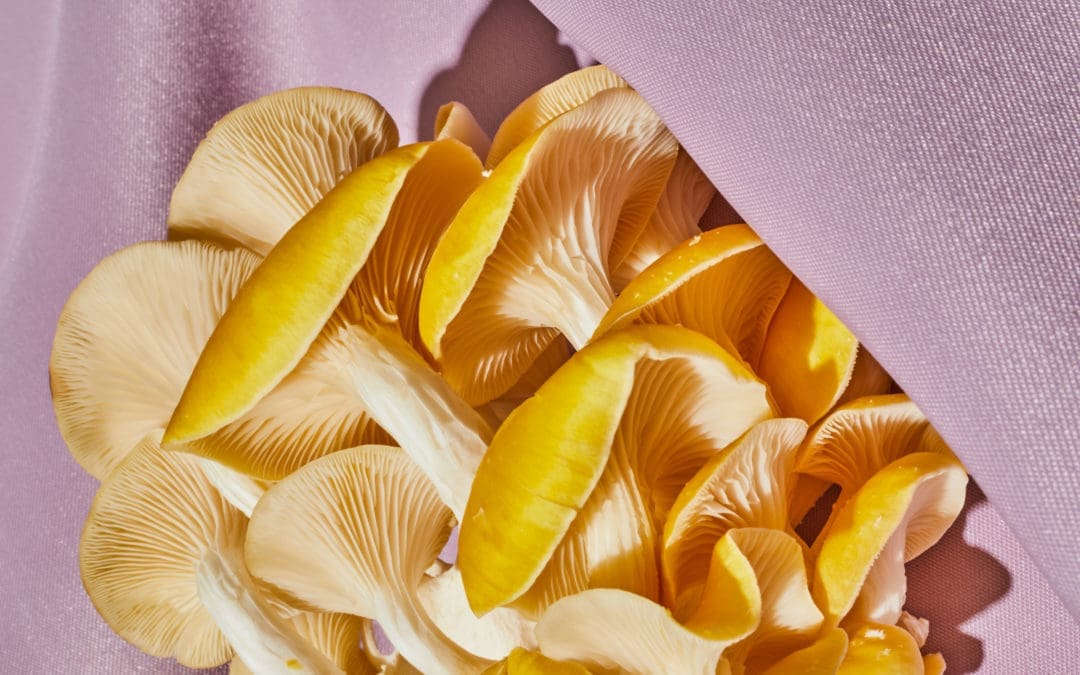 Inside the Mushroom Boom of 2022