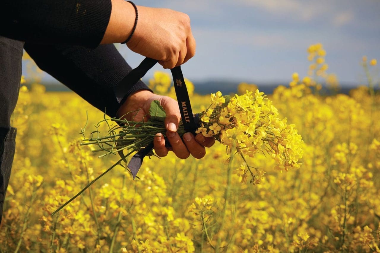 Meet Brandon Collins, North America’s Only Mustard Sommelier Artful
