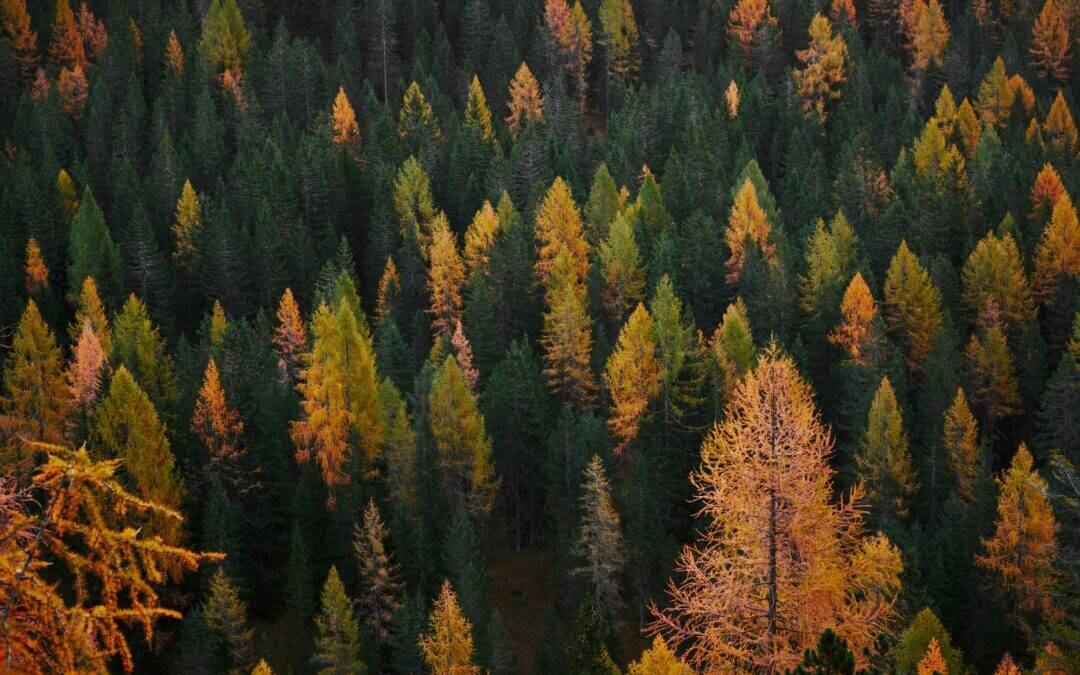 4 Ways to Embrace a Holistic Reset This Fall