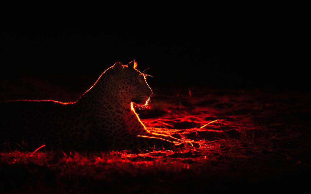 How Noctourism Became the Travel Industry’s Brightest Trend