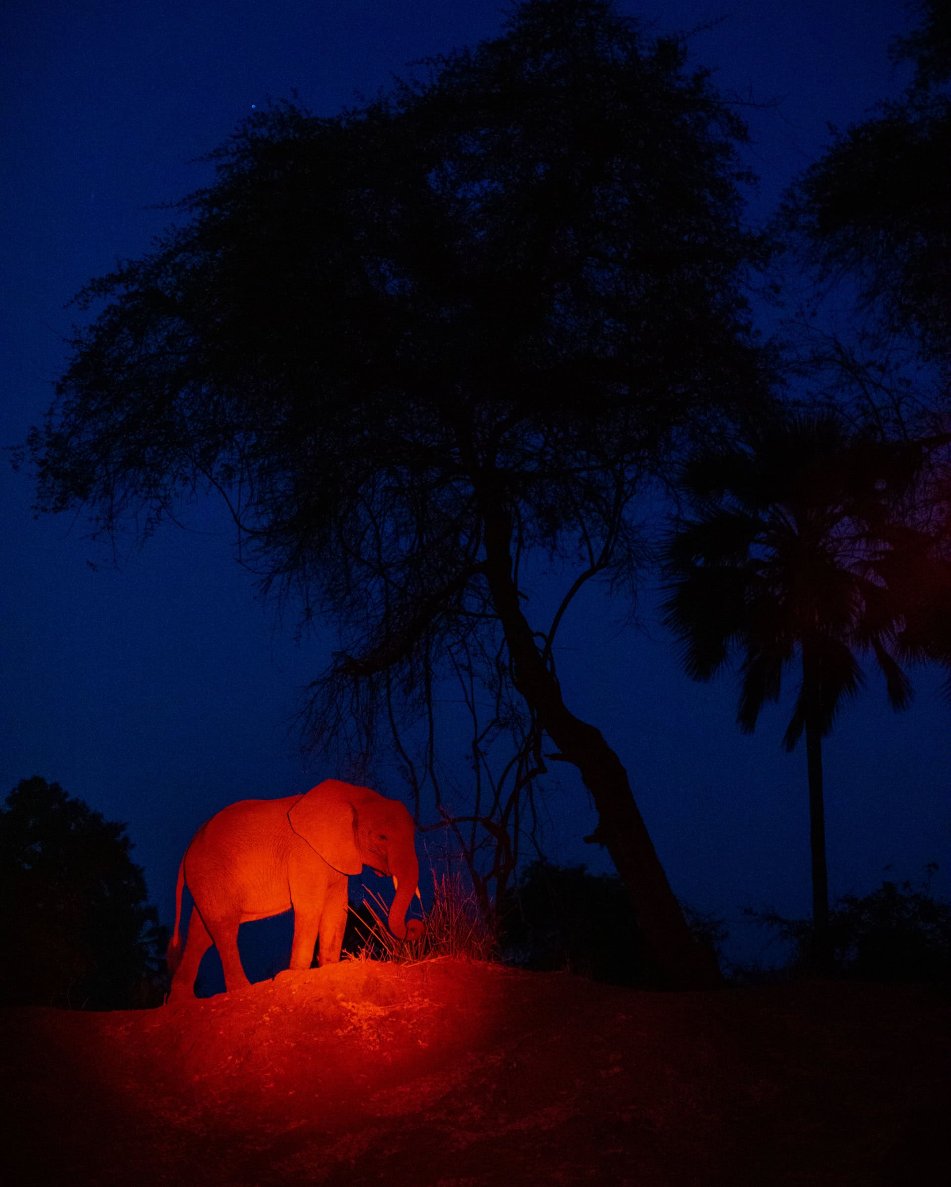 Artful Living | How Noctourism Became the Travel Industry's Brightest Trend