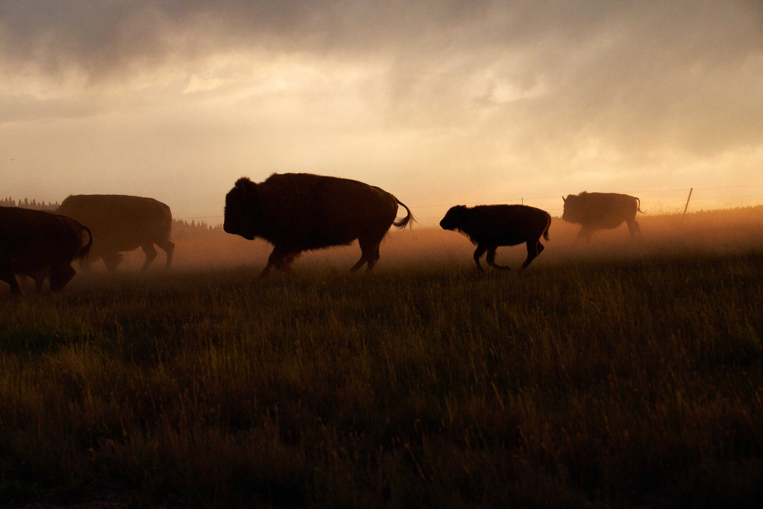 Artful Living | Rustic Luxury is Alive and Well at Paws Up Montana