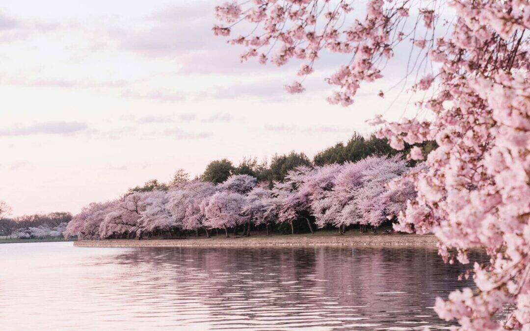 Artful Living City Guide: Washington, D.C.