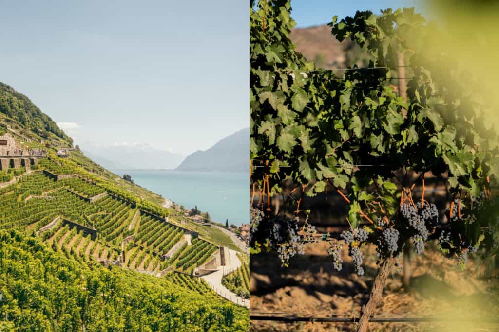 Artful Living | 5 Under-the-Radar Global Wine Regions to Visit Now
