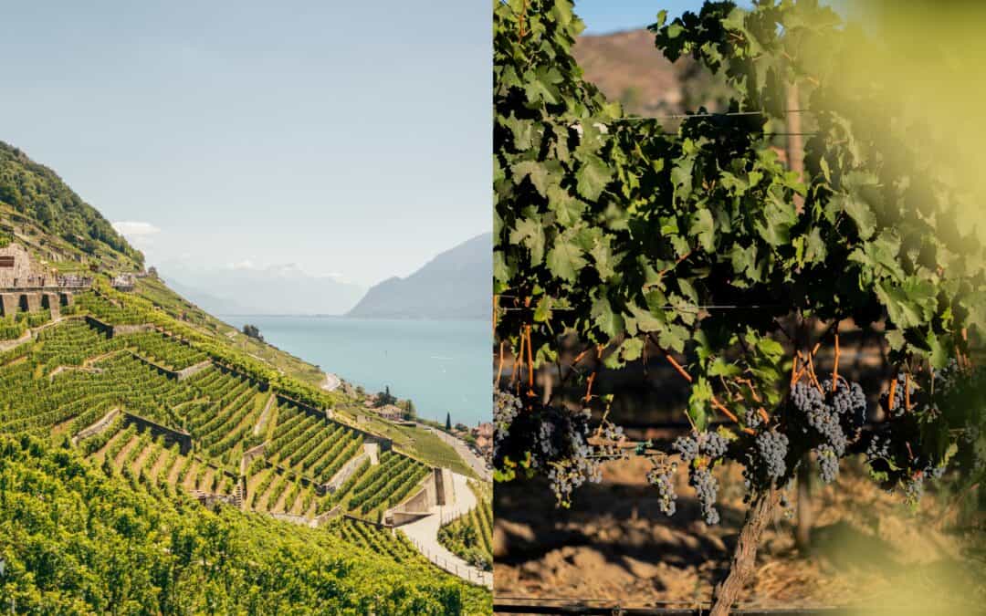 5 Under-the-Radar Global Wine Regions to Visit Now