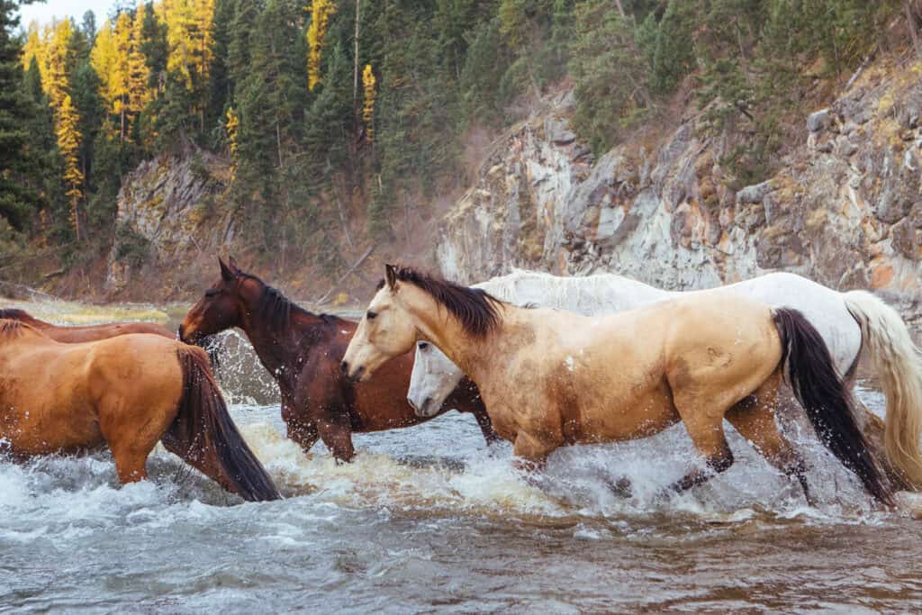 Artful Living | The Healing Power of Horses