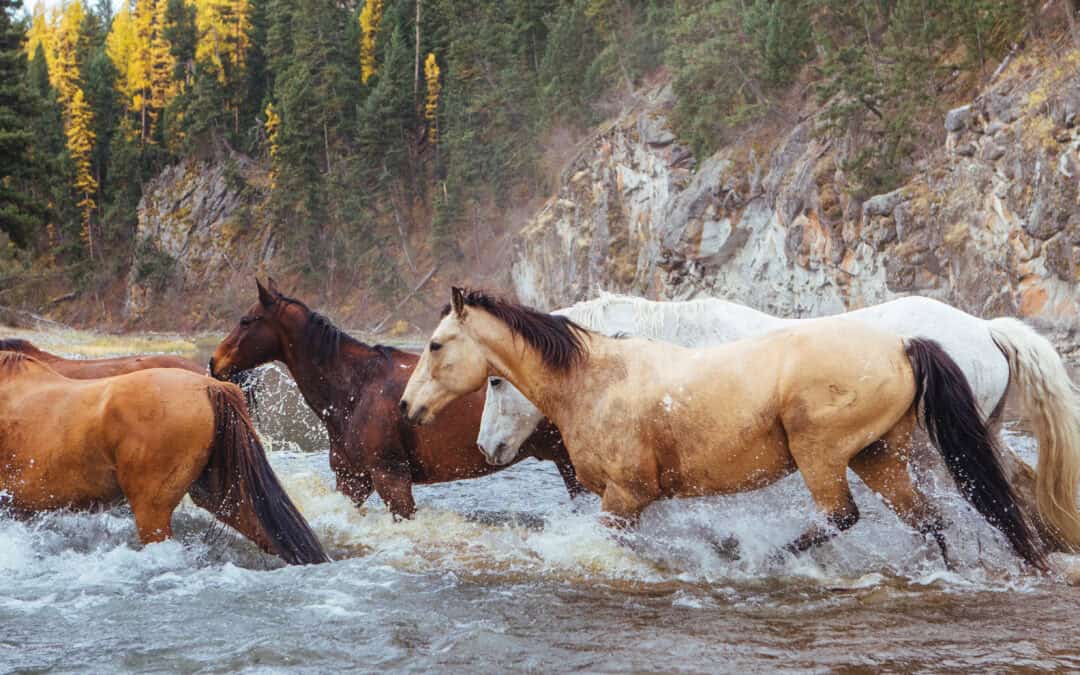 Uncovering the Healing Power of Horses