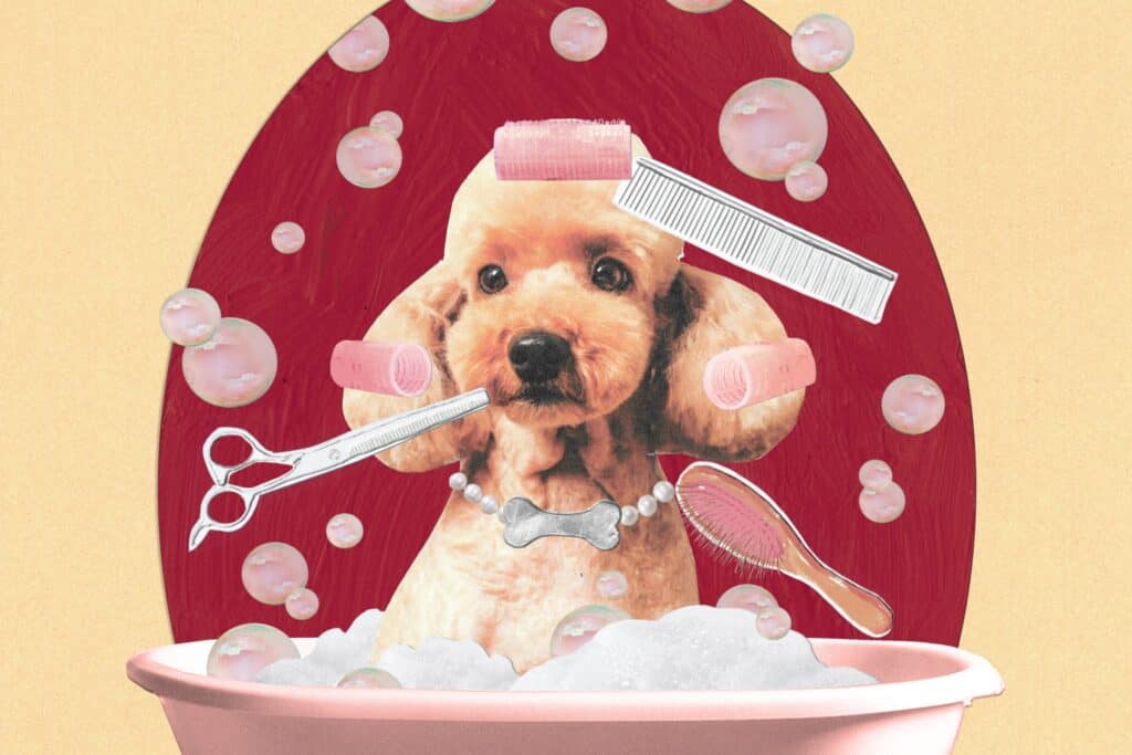 Artful Living | Inside the Glamorous World of Pet Wellness