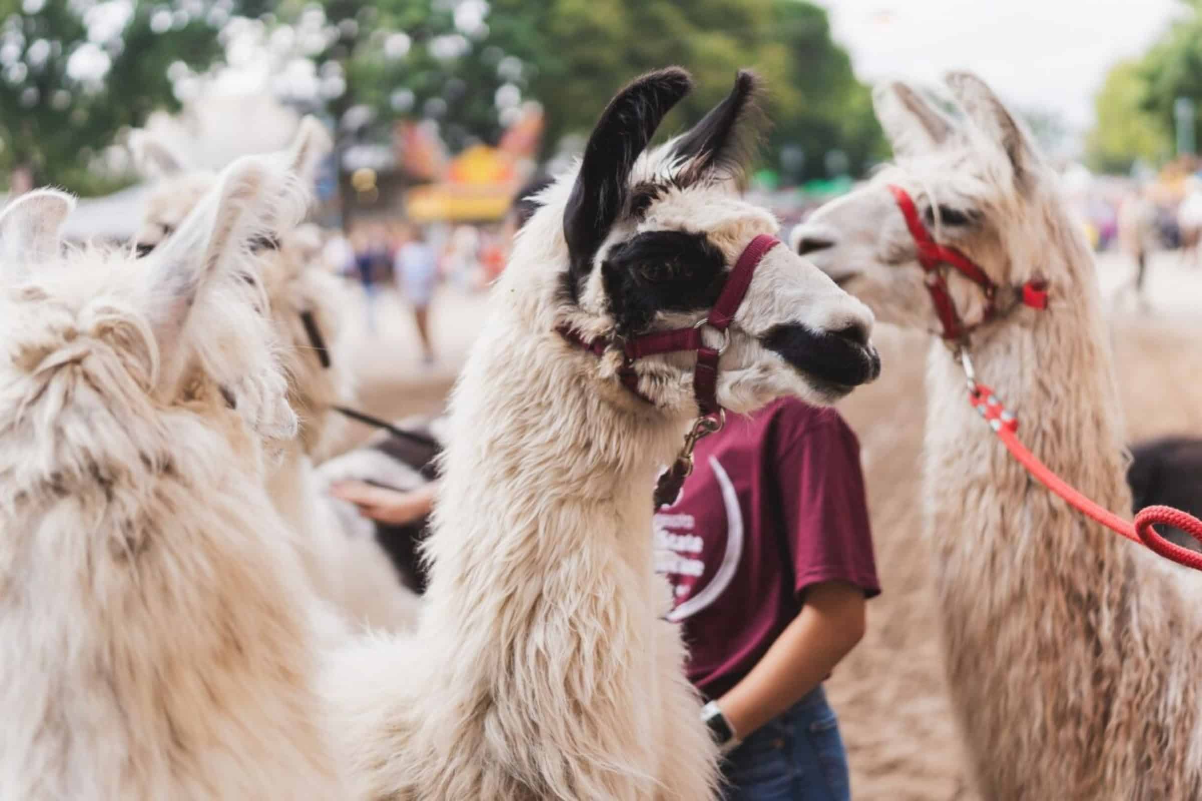 Artful Living | The Most Iconic Can’t-Miss Minnesota State Fair Attractions