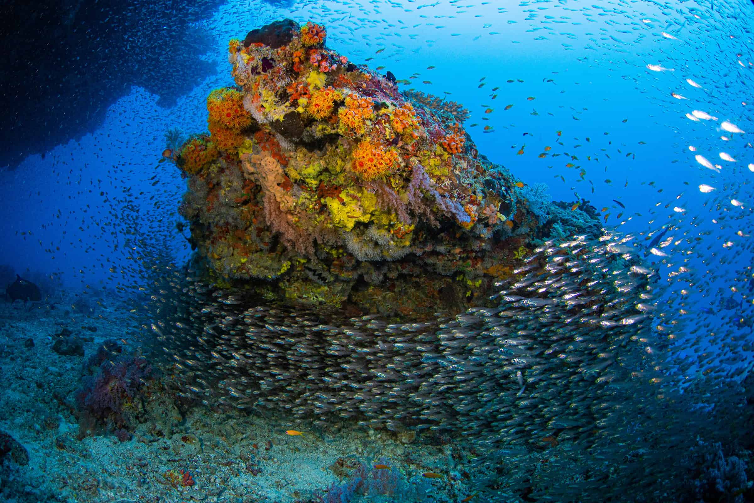 Artful Living | The Wild and Luxurious World of Marine Safaris