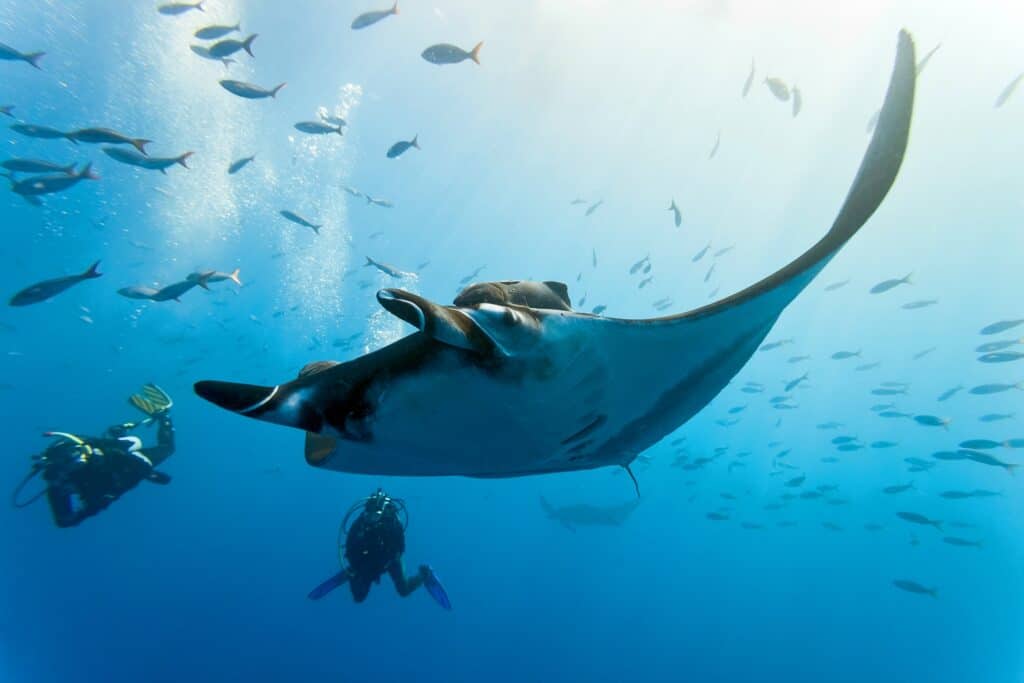 Artful Living | The Wild and Luxurious World of Marine Safaris