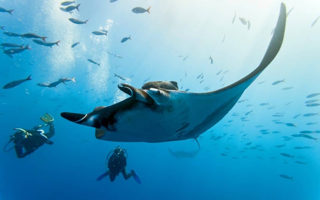 The Wild and Luxurious World of Marine Safaris