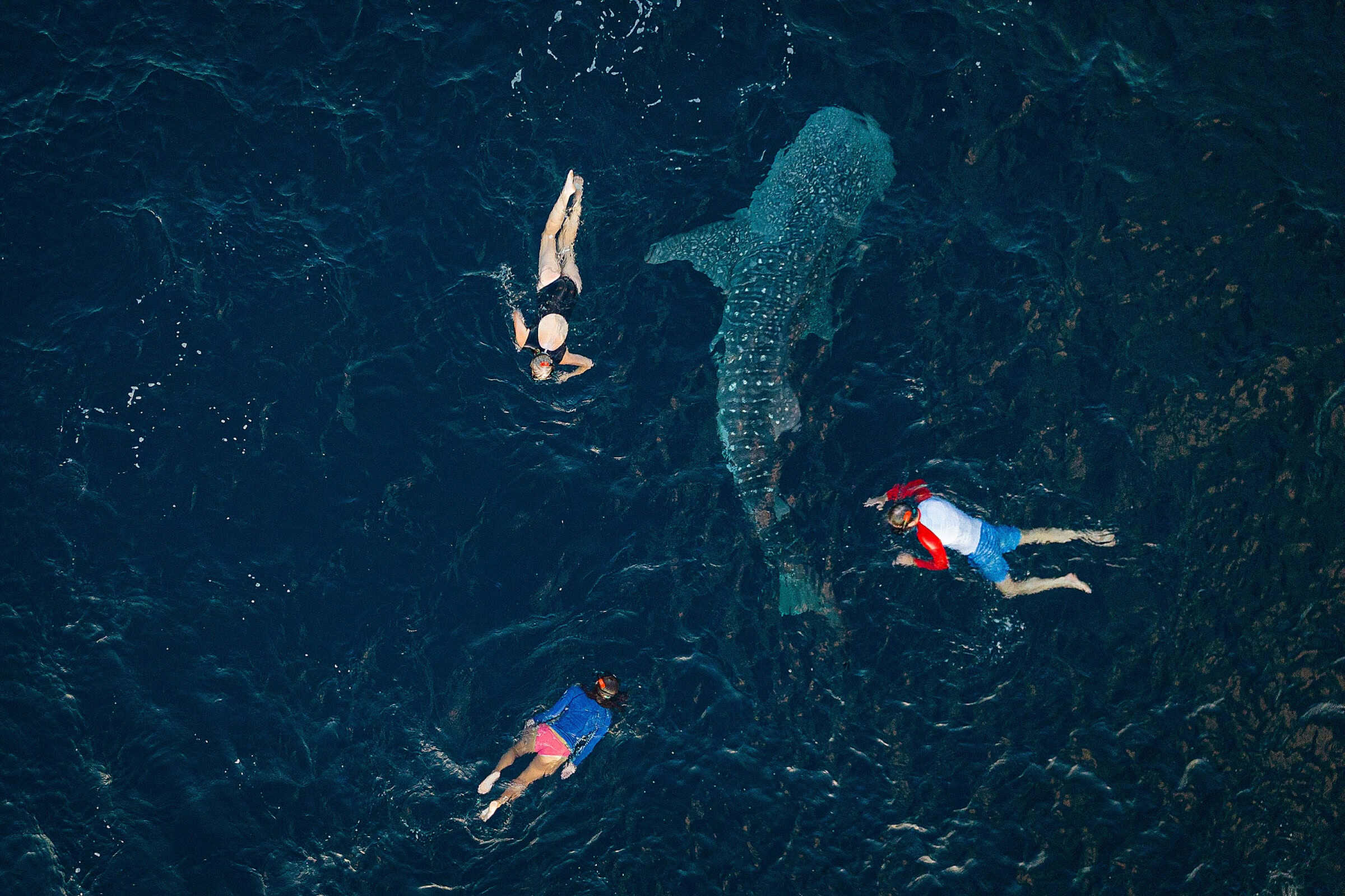 Artful Living | The Wild and Luxurious World of Marine Safaris